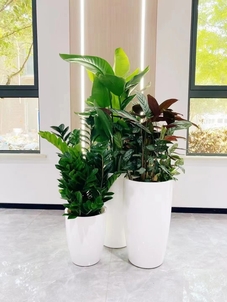 余姚盆景租摆，让你的场所瞬间焕发生机活力